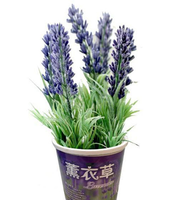 迷你花园 DIY室内小盆栽，送给TA一份会生长的礼物